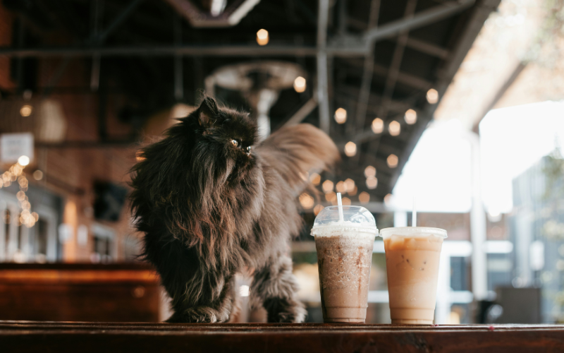 Cat cafe