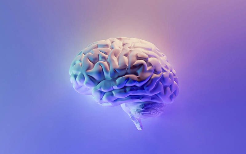 Understanding Working Memory: The Brain’s Mental Workspace