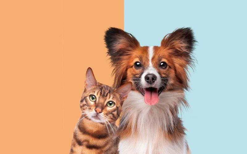 The Importance and Timing of Animal Birth Control in Pets: Focus on Dogs and Cats