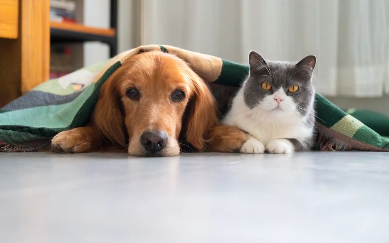 Animal Birth Control 