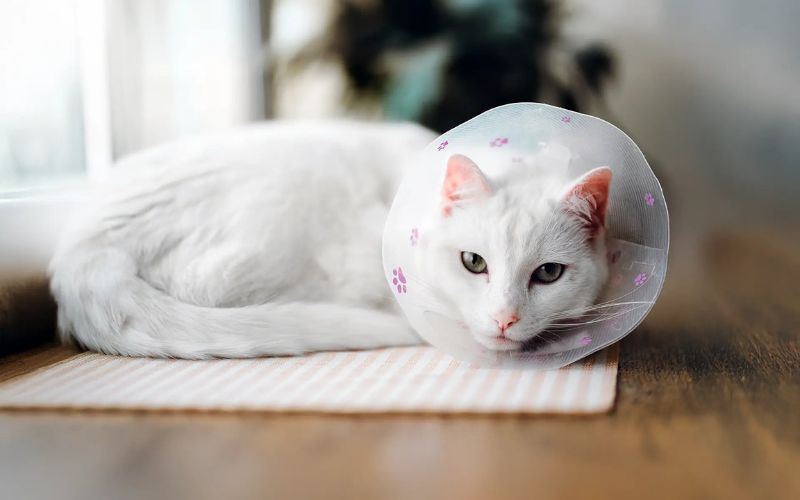 Common Gastrointestinal Issues in Cats, and Cure