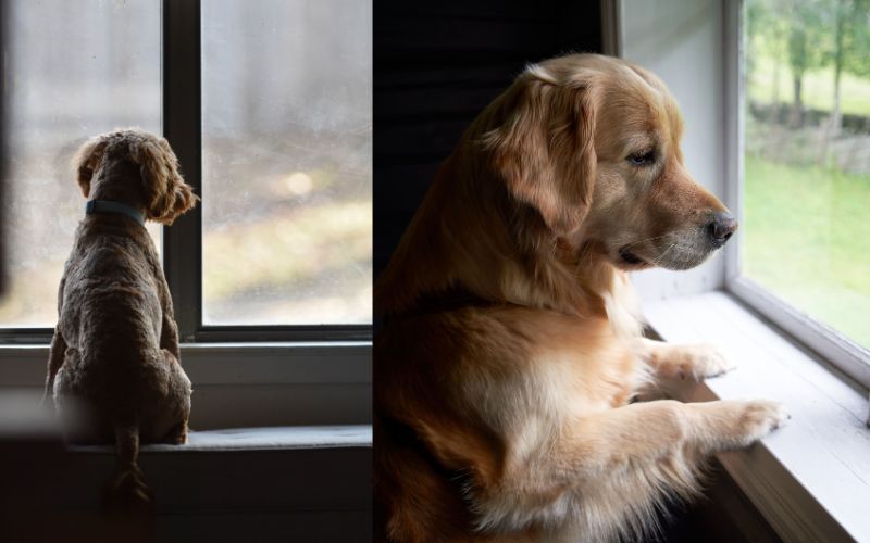 How to Help Your Pet With Separation Anxiety: A Practical Guide for Pet Owners, June 2026