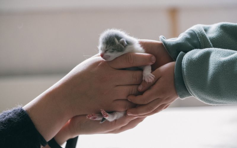 How to Introduce a New Pet to Your Home the Right Way, July 2026