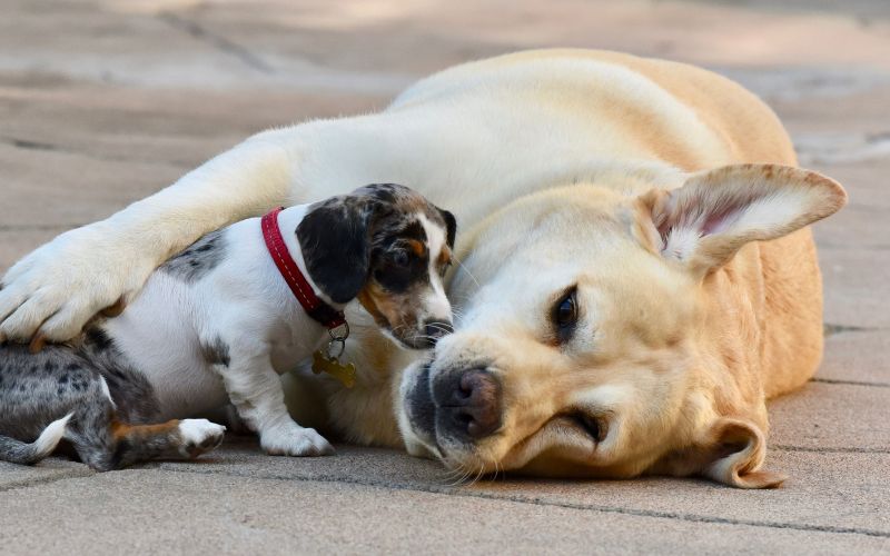 Pet